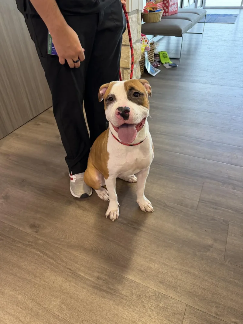 An adult medium-sized female Tricolor (Brown, Black, & White) Boxer dog named Maggie for adoption in Sachse, TX