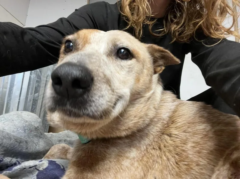 A senior medium-sized female Red / Chestnut / Orange Australian Cattle Dog / Blue Heeler named Shirley for adoption in Elgin, TX