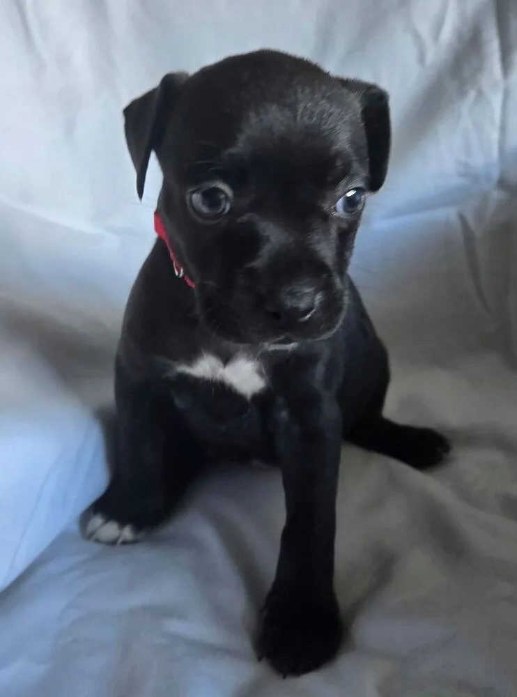 A baby small-sized female Tricolor (Brown, Black, & White) American Bulldog dog named Queso Mozzarella for adoption in Lakeland, FL
