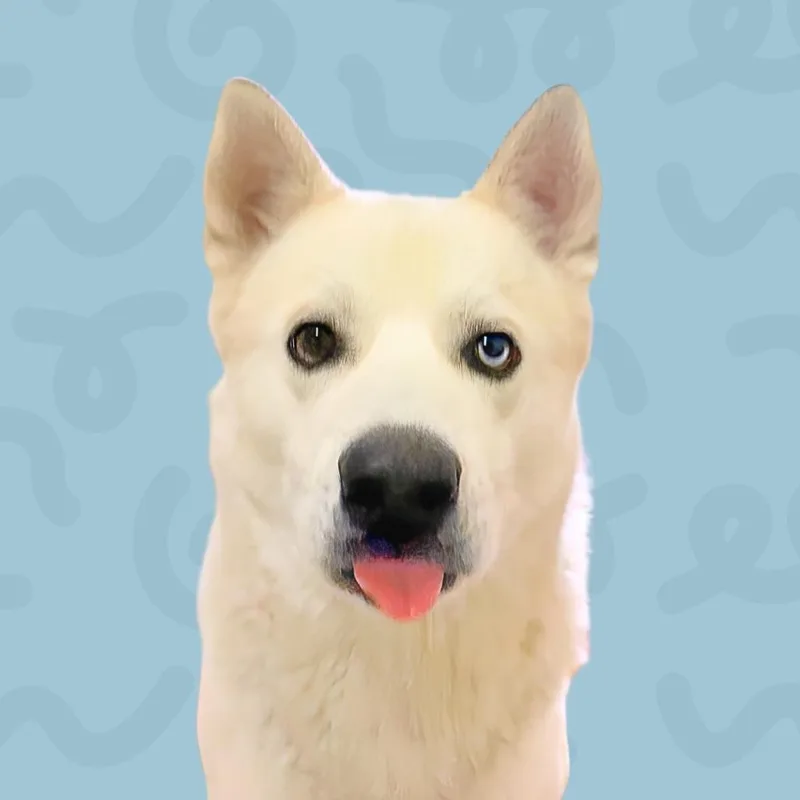 An adult medium-sized male White / Cream Siberian Husky dog named Winter for adoption in Reno, NV