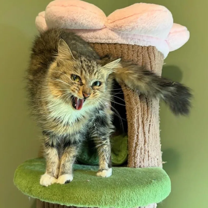 A senior medium-sized female Brown / Chocolate Domestic Medium Hair cat named Zen for adoption in Davenport, IA