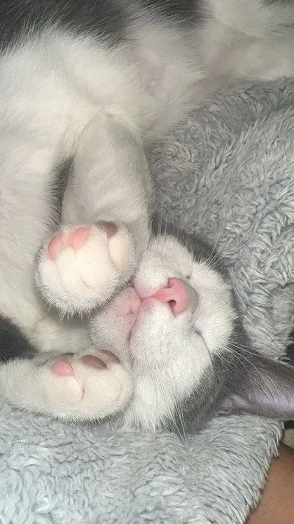 Mikey  `a Priority thumbnail 2