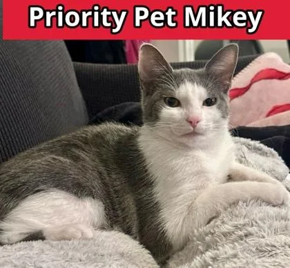 Mikey  `a Priority thumbnail 3