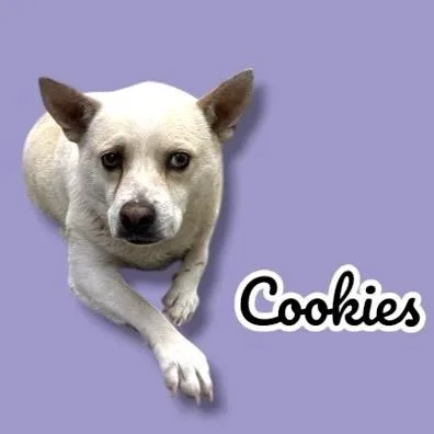 Cookies