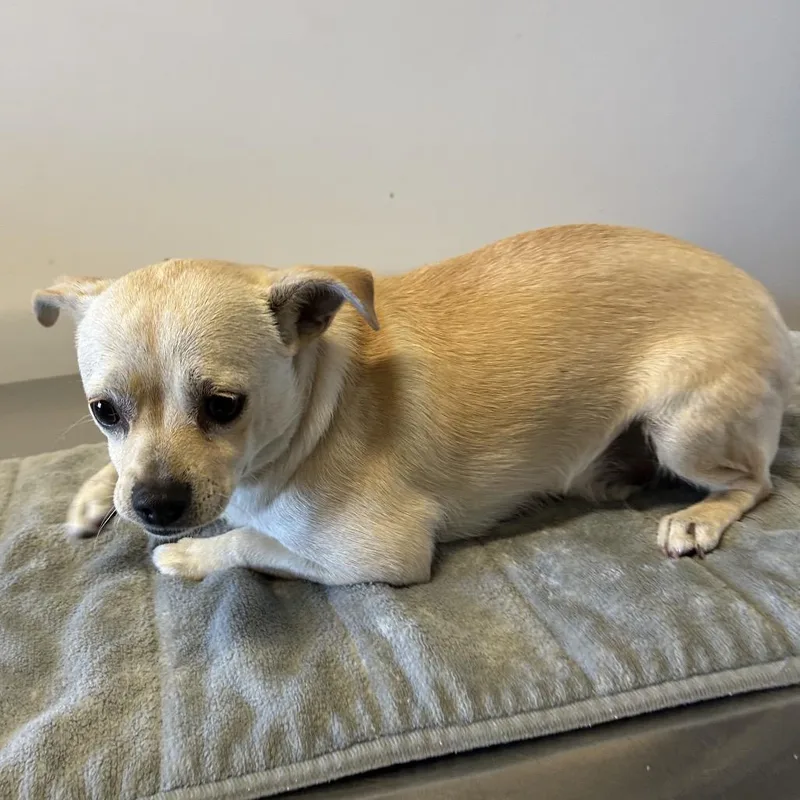 Buddy