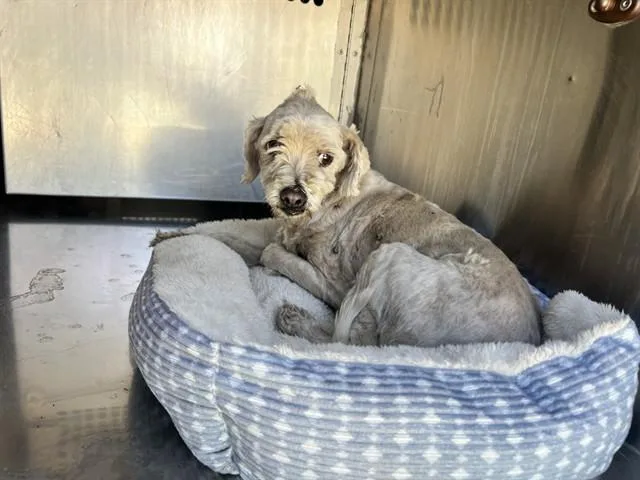 An adult small-sized female Poodle dog named Glinda for adoption in Phoenix, AZ