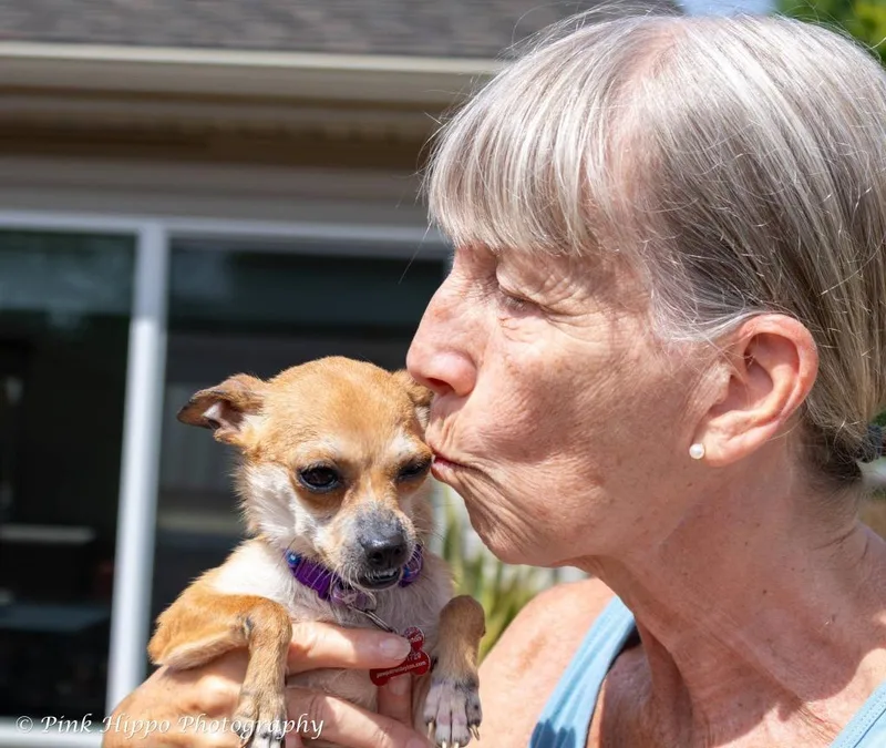 A young small-sized female Chihuahua dog named Willow Bee for adoption in Kettering, OH