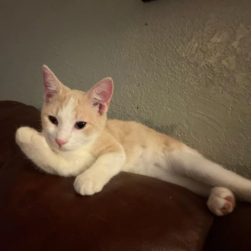 A young medium-sized male Buff / Tan / Fawn Domestic Short Hair cat named Clover for adoption in Tulsa, OK