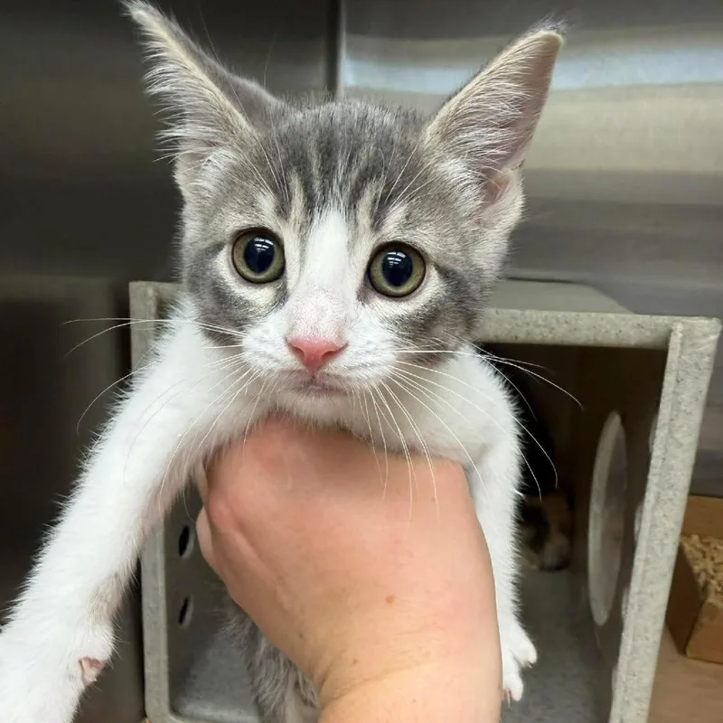 A baby small-sized female Gray / Blue / Silver Domestic Short Hair cat named Gina for adoption in Bastrop, TX