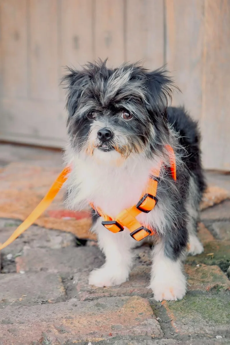 A young small-sized male Shih Tzu dog named Jang for adoption in San Diego, CA