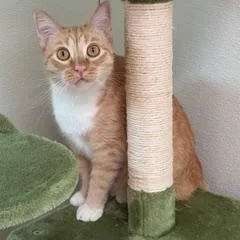 An adult medium-sized female Tabby (Orange / Red) Domestic Short Hair cat named Mittens for adoption in Spring Valley, CA