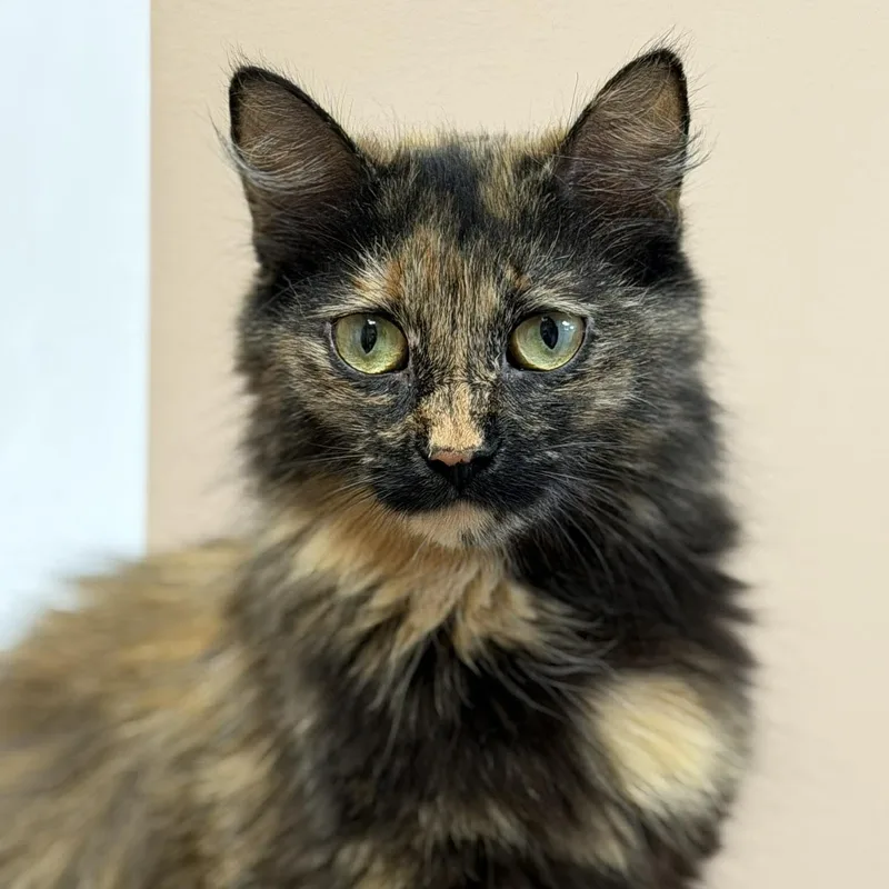 A young medium-sized female Domestic Short Hair cat named Dolly for adoption in Rochester, NY