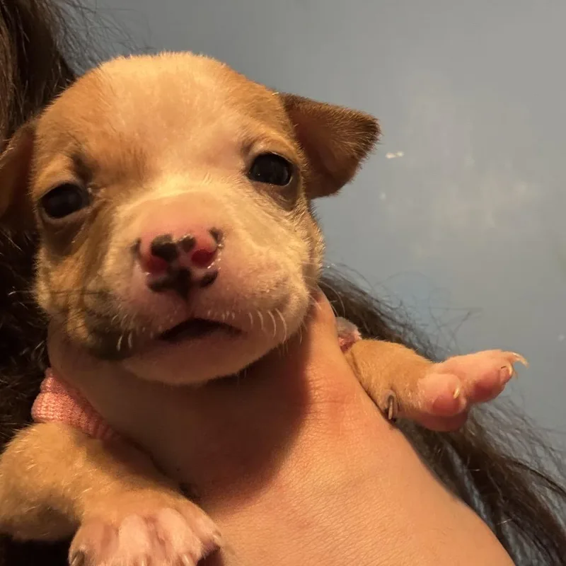 A baby medium-sized female Red / Chestnut / Orange Pit Bull Terrier dog named Shirley Potato for adoption in Medford, NJ