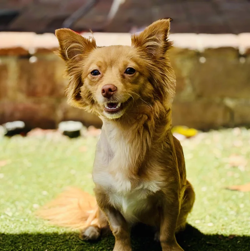 A young small-sized female Red / Chestnut / Orange Pomeranian dog named Aveena for adoption in Beverly Hills, CA