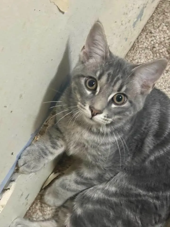 A baby small-sized male Domestic Short Hair cat named Concrete for adoption in Kettering, OH