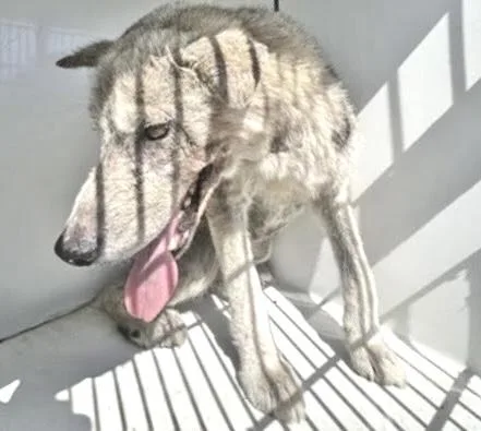 An adult medium-sized male Norwegian Elkhound dog named A for adoption in Houston, TX