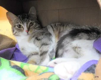 A senior medium-sized female Domestic Short Hair cat named Lily for adoption in Kansas City, MO