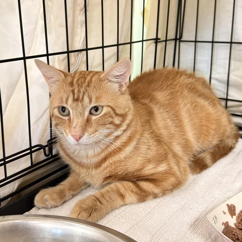 An adult medium-sized male Orange / Red Domestic Short Hair cat named Milli Vanilli for adoption in Austin, TX