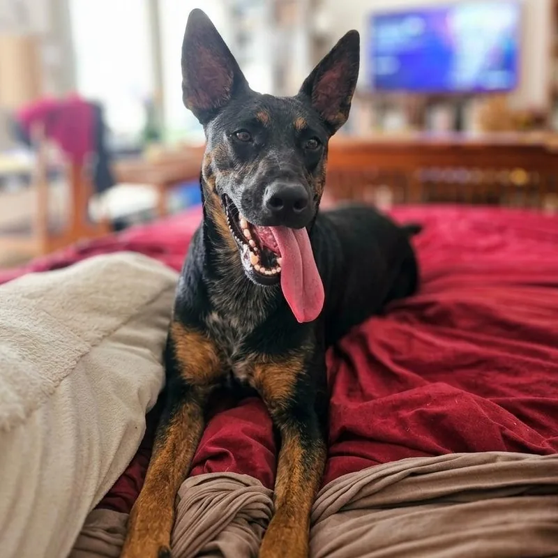 A young medium-sized female German Shepherd Dog dog named Guinness for adoption in Houston, TX
