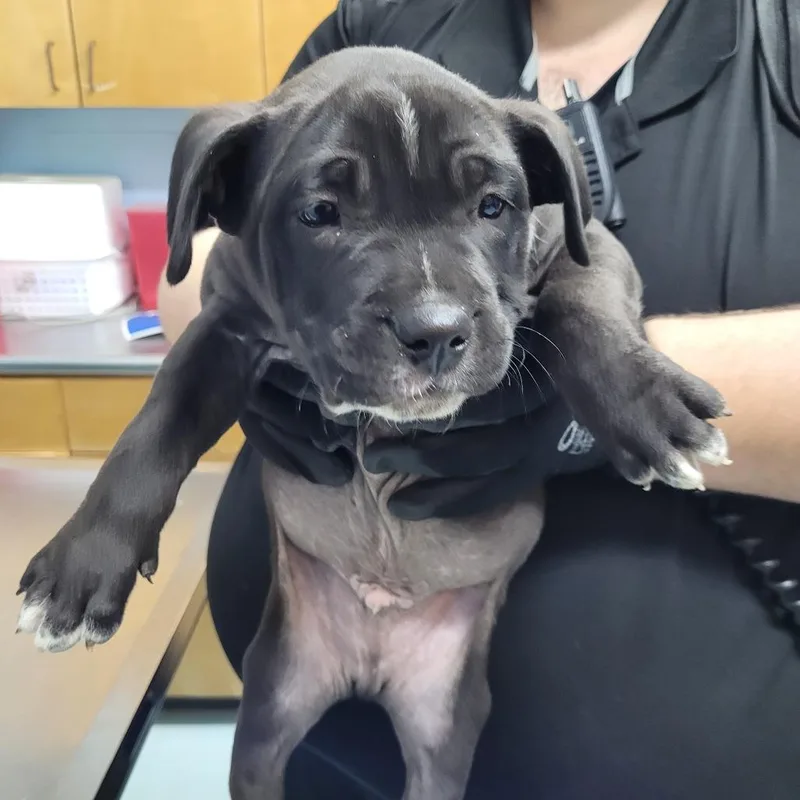 A baby medium-sized male Black Mixed Breed dog named George for adoption in Orangeburg, SC