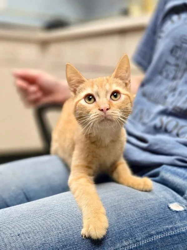 A young medium-sized male Orange / Red Domestic Short Hair cat named Creamsicle for adoption in Wooster, OH
