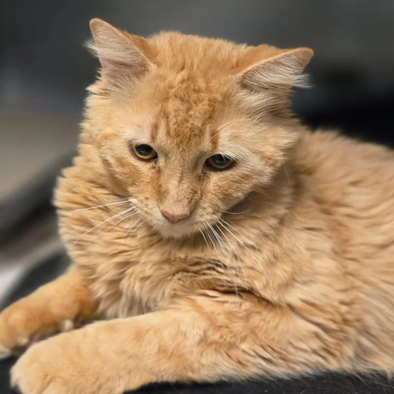 An adult large-sized male Orange / Red Domestic Long Hair cat named Chedder Bob for adoption in San Jacinto, CA