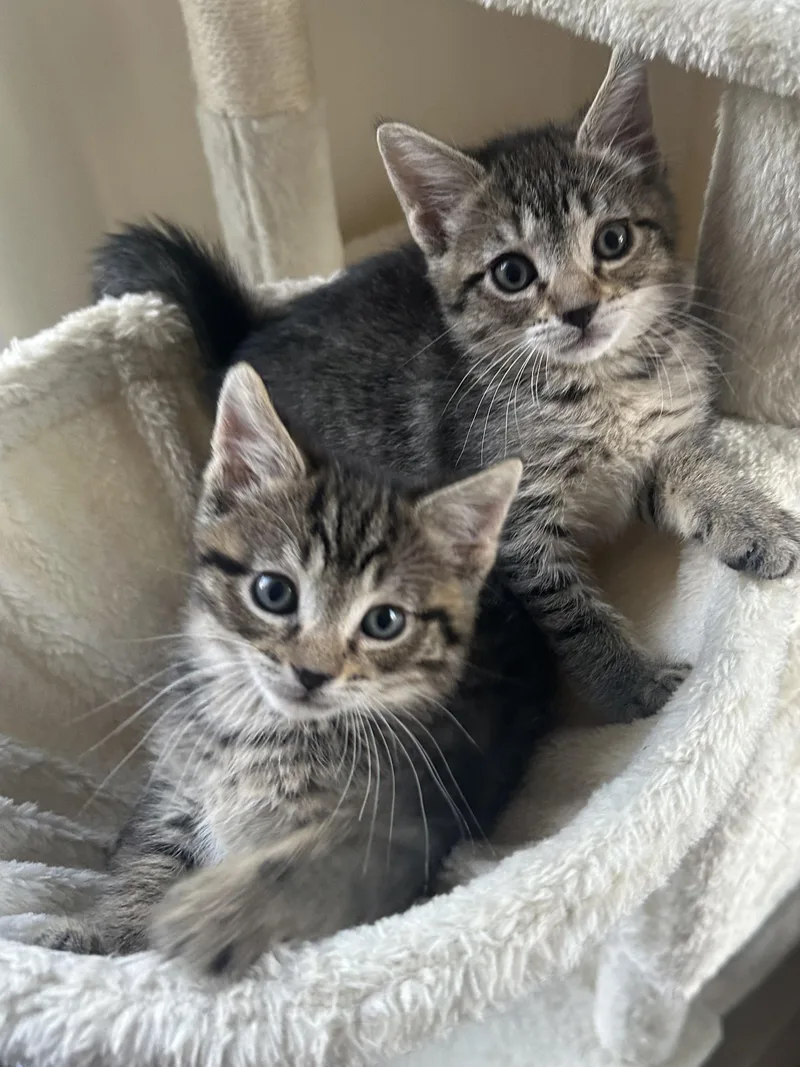 A baby medium-sized male Tabby (Brown / Chocolate) Domestic Short Hair cat named Tater & Spud for adoption in Lemoyne, PA