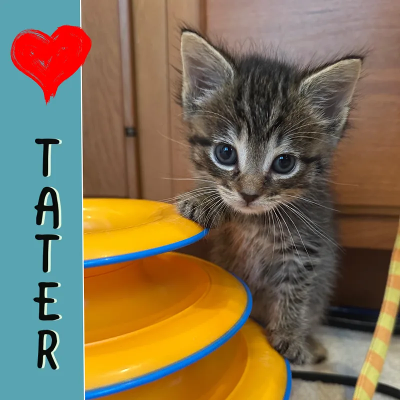 Tater & Spud thumbnail 2