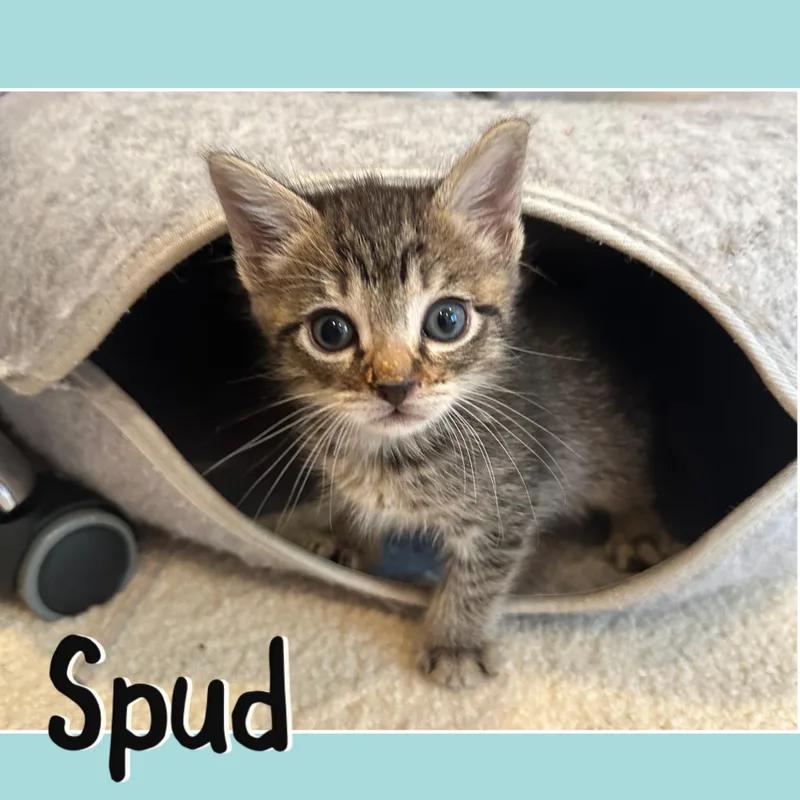 Tater & Spud thumbnail 3