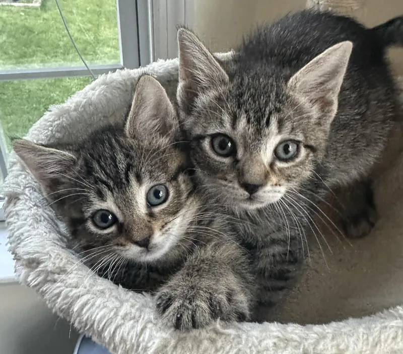 Tater & Spud thumbnail 4