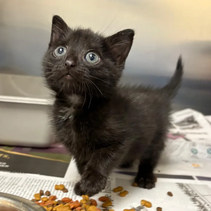 A baby small-sized female Black Domestic Short Hair cat named Yay for adoption in Winston-Salem, NC