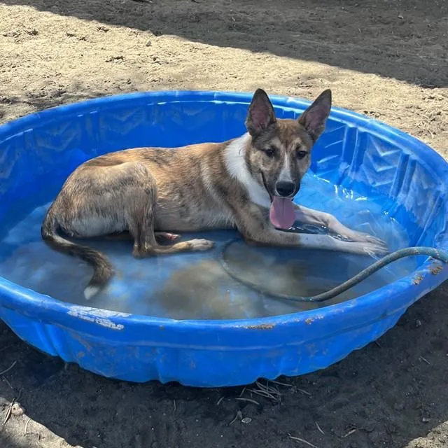 A young small-sized male Shepherd dog named Pickles for adoption in Thousand Palms, CA