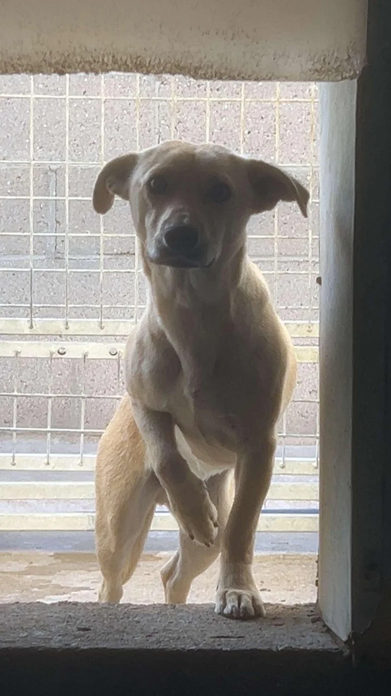 A young small-sized male Yellow / Tan / Blond / Fawn Chihuahua dog named Gt for adoption in Lordsburg, NM