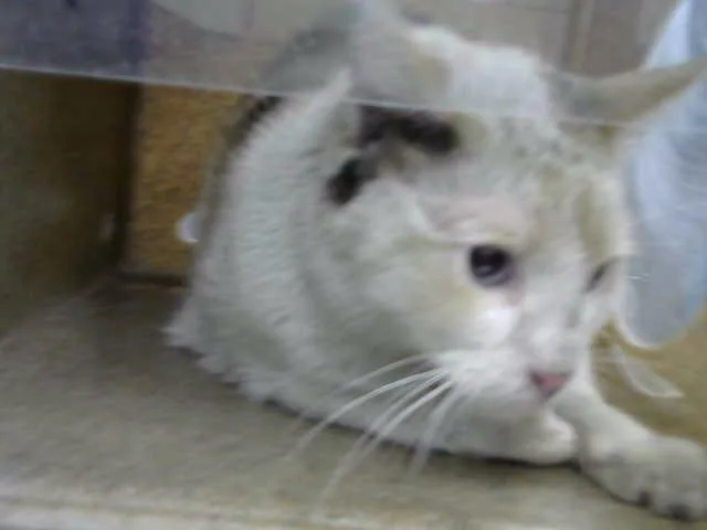 An adult small-sized female Domestic Short Hair cat named Squash for adoption in Albuquerque, NM