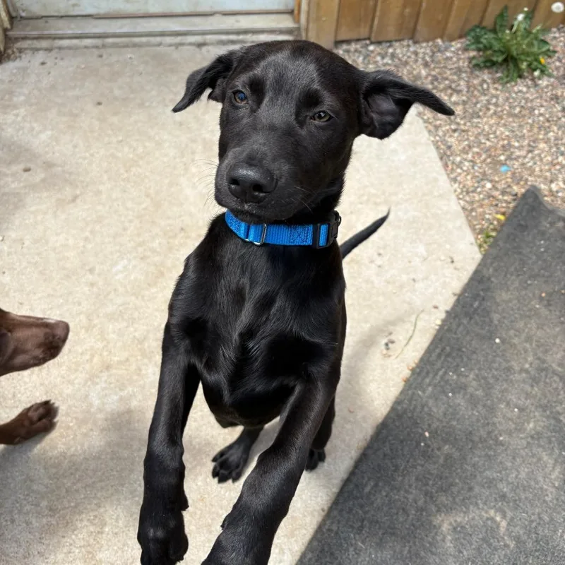 A baby small-sized male Black Labrador Retriever dog named Sol for adoption in West Des Moines, IA