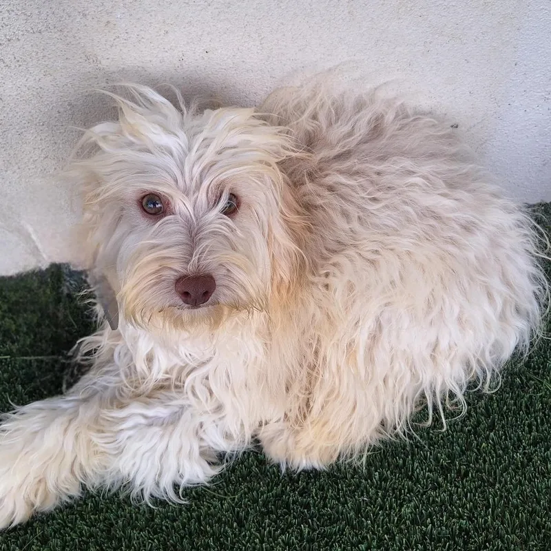 A young small-sized female White / Cream Yorkshire Terrier dog named Twix for adoption in LOXAHATCHEE, FL