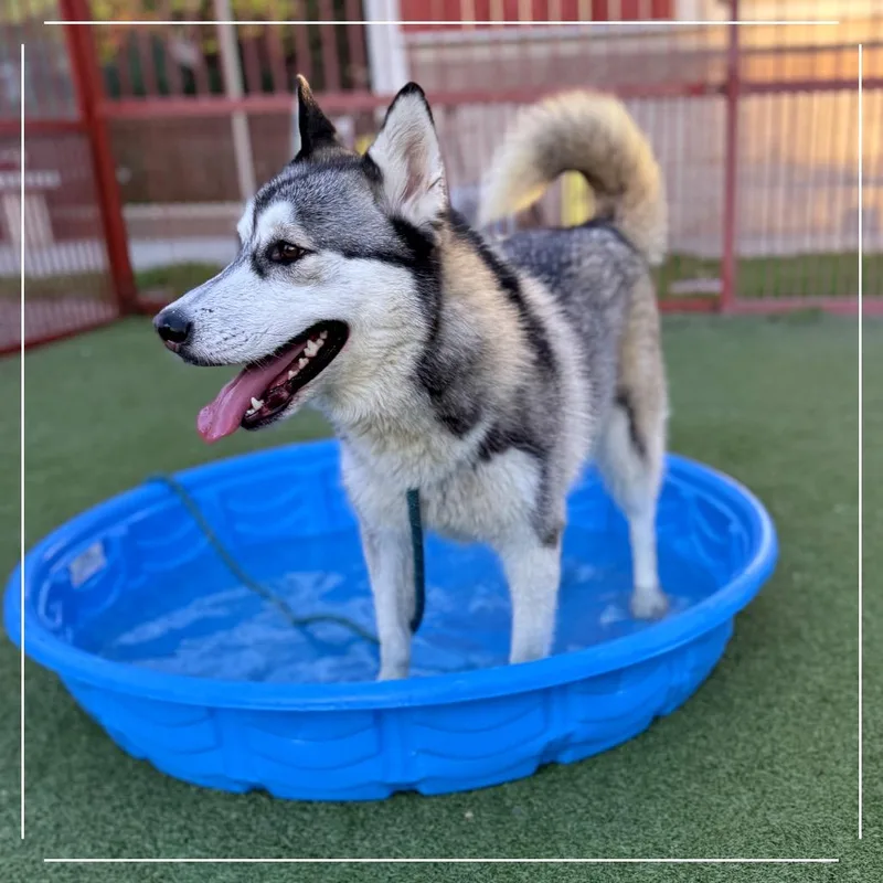 An adult medium-sized female Black Siberian Husky dog named Stacie for adoption in Upland, CA