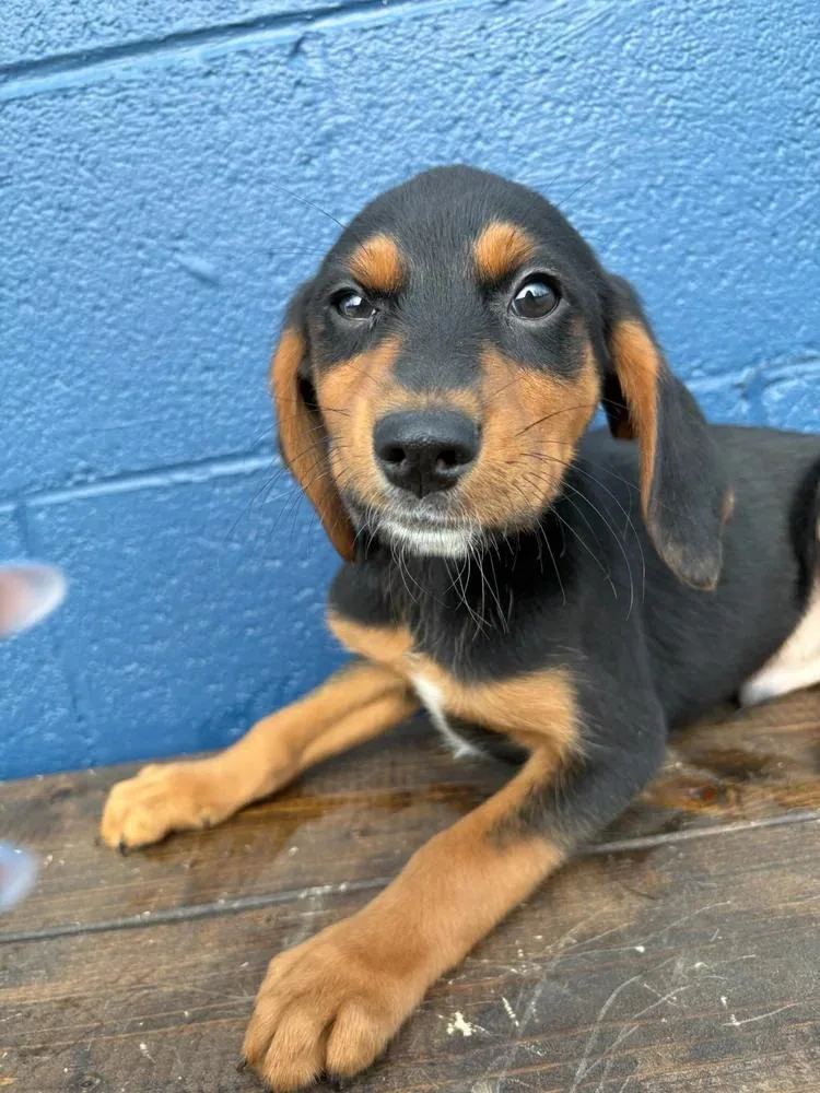 Otis