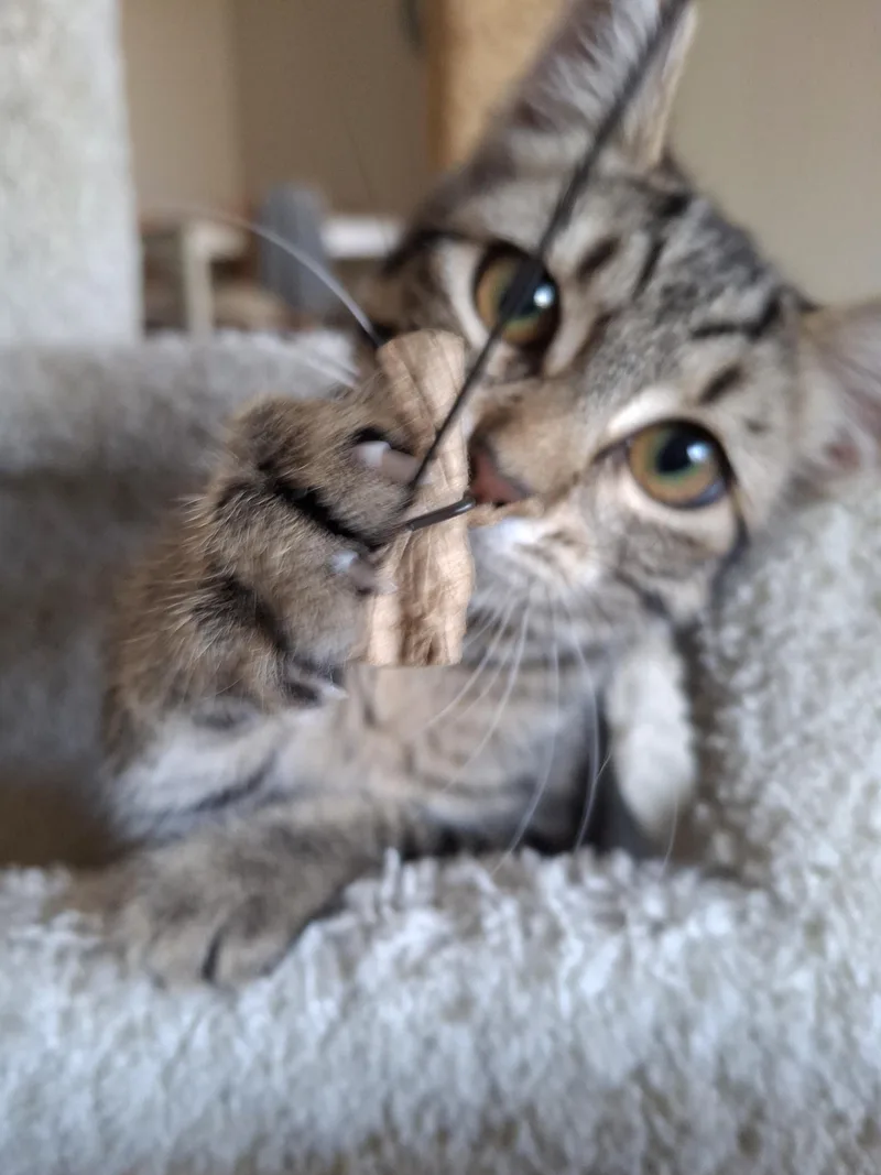 A baby small-sized female Tabby (Brown / Chocolate) Domestic Short Hair cat named Cheetara for adoption in Yorba Linda, CA