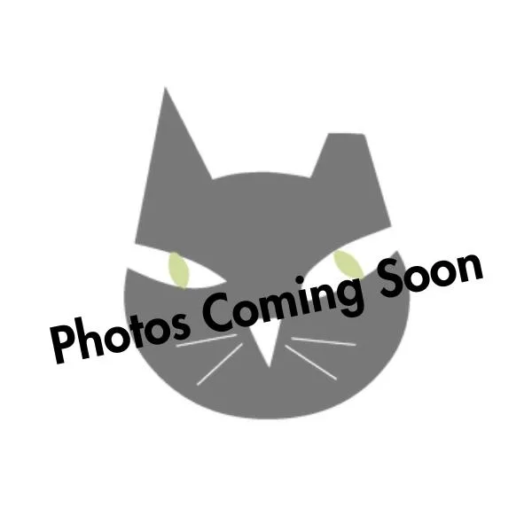 A baby medium-sized female Calico Domestic Long Hair cat named Cassandra for adoption in Mount Rainier, MD