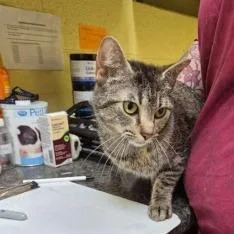An adult medium-sized female Brown / Chocolate Domestic Short Hair cat named Lilac Kay for adoption in New York, NY