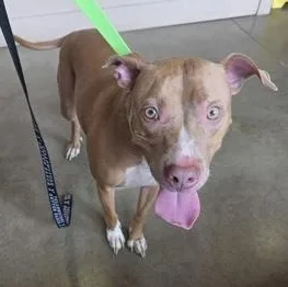 A young medium-sized male Yellow / Tan / Blond / Fawn Mixed Breed dog named Wyatt for adoption in Fernandina Beach, FL
