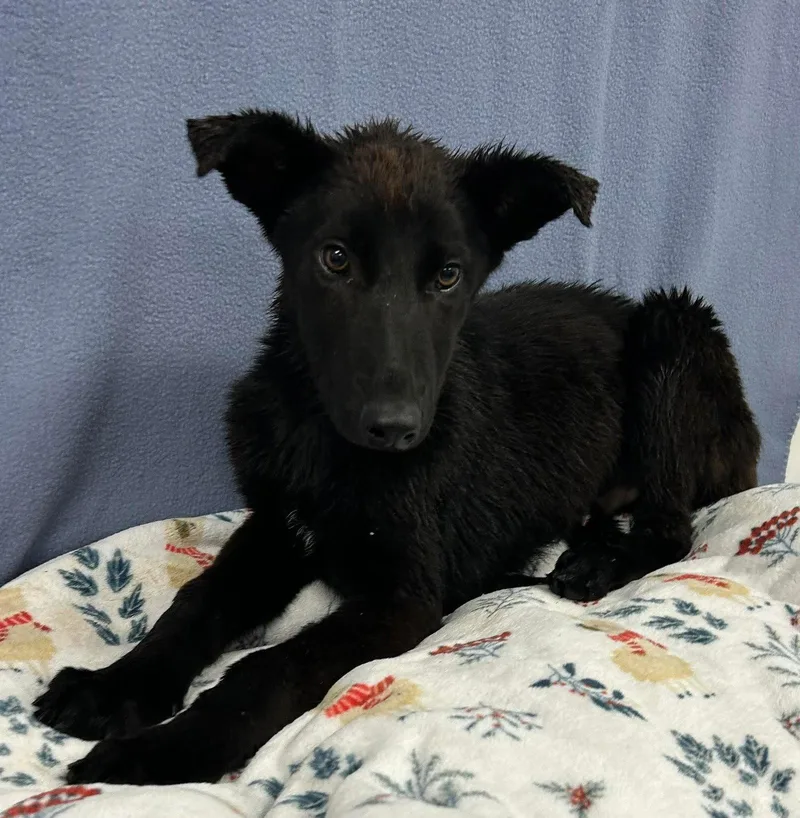A young medium-sized male German Shepherd Dog dog named Kaiser for adoption in Centreville, VA