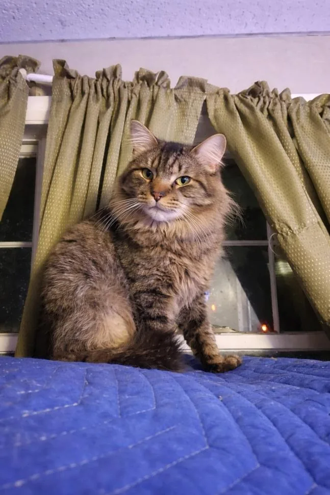 An adult medium-sized male Domestic Medium Hair cat named Slobbers for adoption in Hagerstown, MD