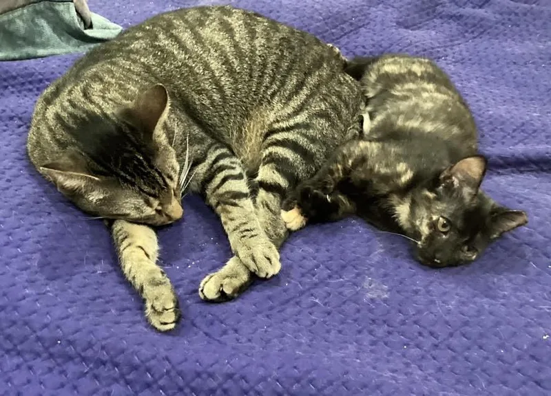 A baby medium-sized female Tortoiseshell cat named Shyla for adoption in Lafayette, LA