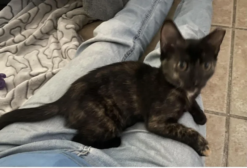 Shyla thumbnail 3