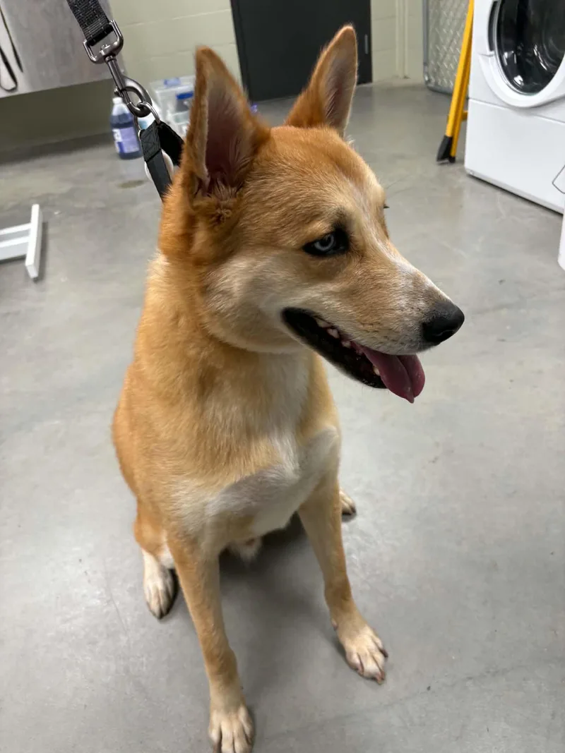 An adult medium-sized male Husky dog named Hunter for adoption in Tremont, IL