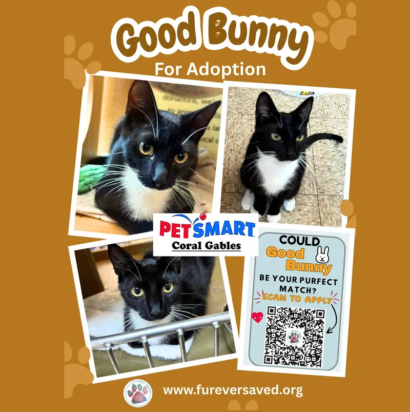 A baby small-sized male Domestic Short Hair cat named Good Bunny for adoption in Miami, FL