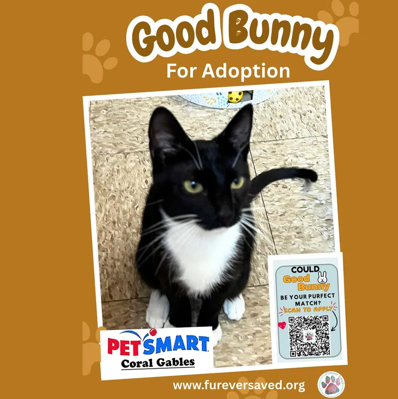 Good Bunny thumbnail 3