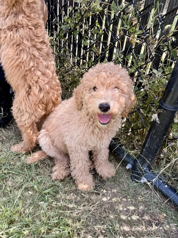A baby small-sized male White / Cream Goldendoodle dog named Davey Jones for adoption in Richmond, TX
